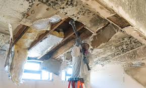 Best Commercial Mold Inspection in Tool, TX